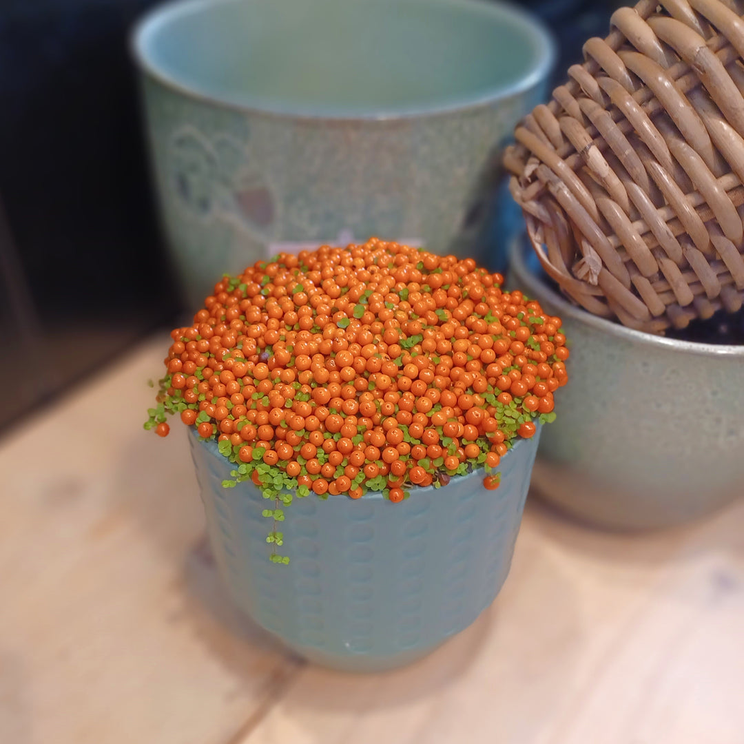 Nertera 'Astrid' in Ceramic Container