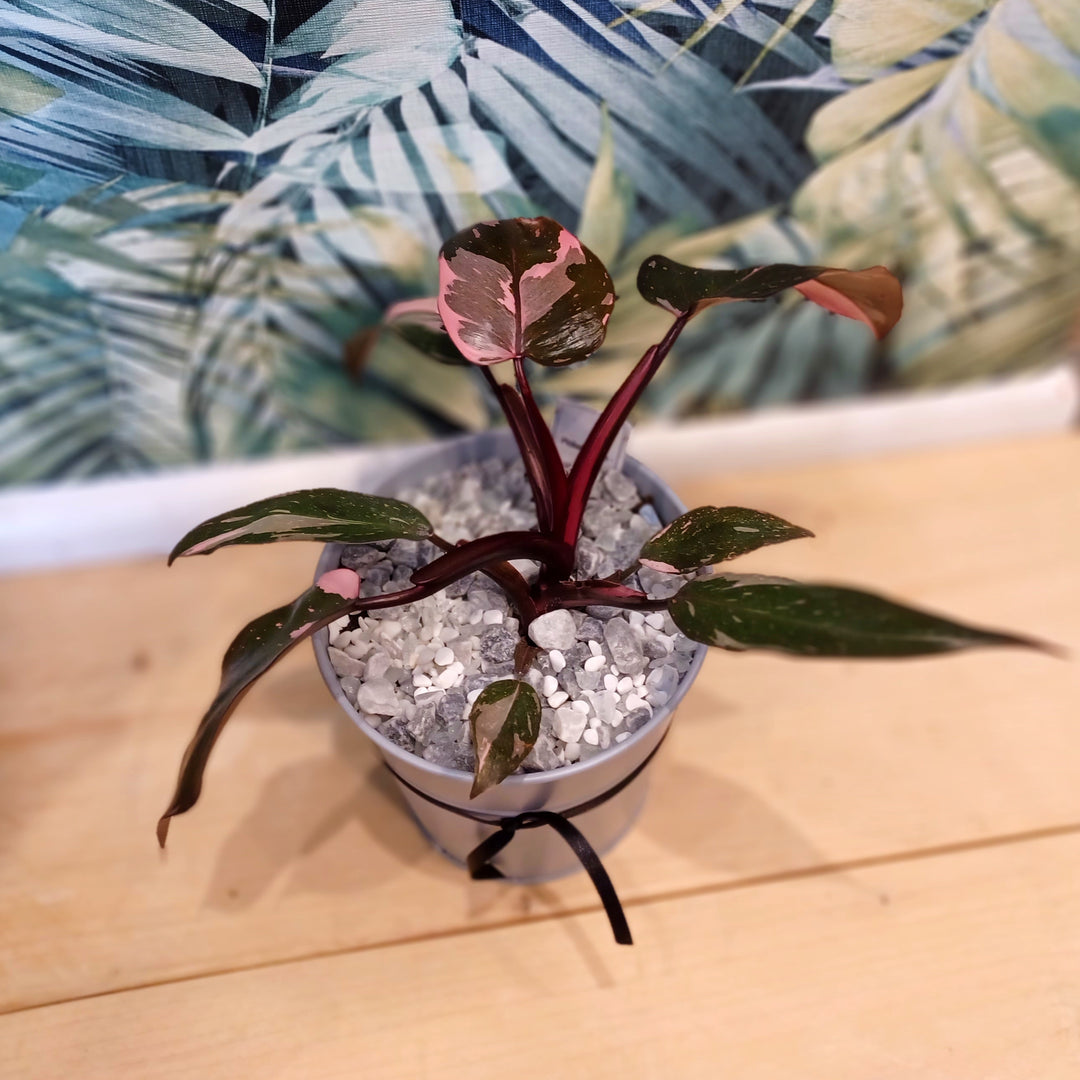 Philodendron Pink Princess in Zinc Container