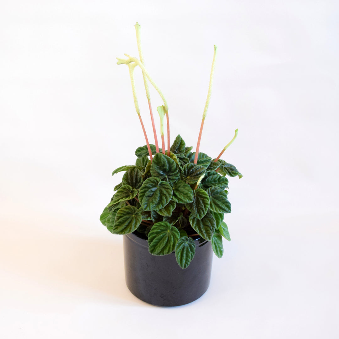 Peperomia and Black Pot