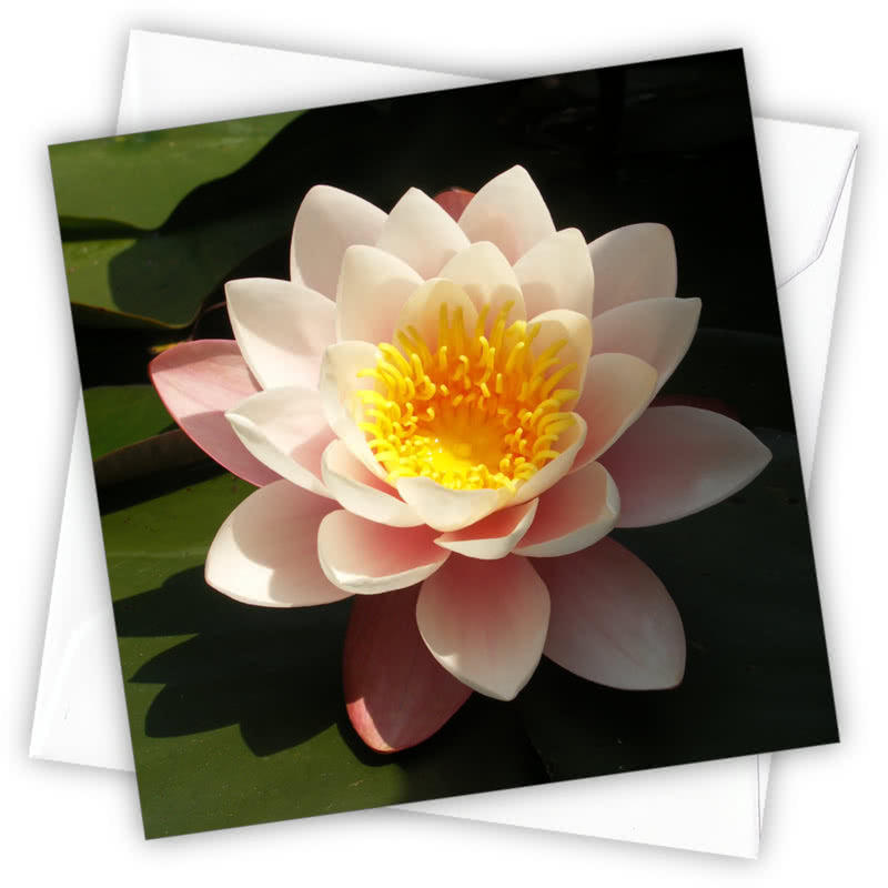 Waterlily Greetings Card - Magnolia the Florist Individual greeting card and envelope. Blank inside for your personal message Supplied with a colour co-ordinated envelope Envelope colour: White High-quality (300gsm) matt finish card Printed in the UK. Size: 100mm × 100m