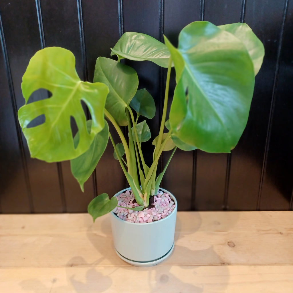 Monstera Deliciosa in Ceramic Planter – Magnolia the Florist