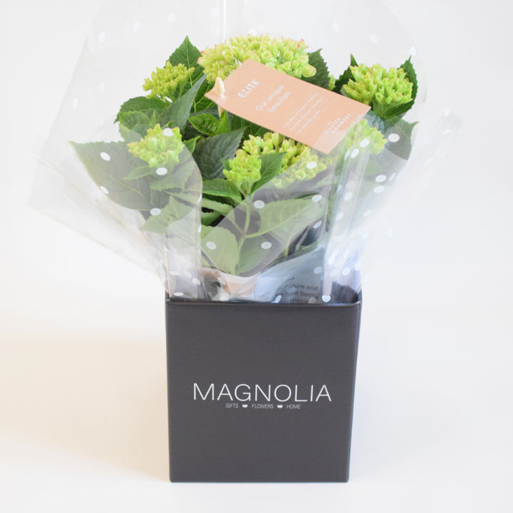 Plante Calla