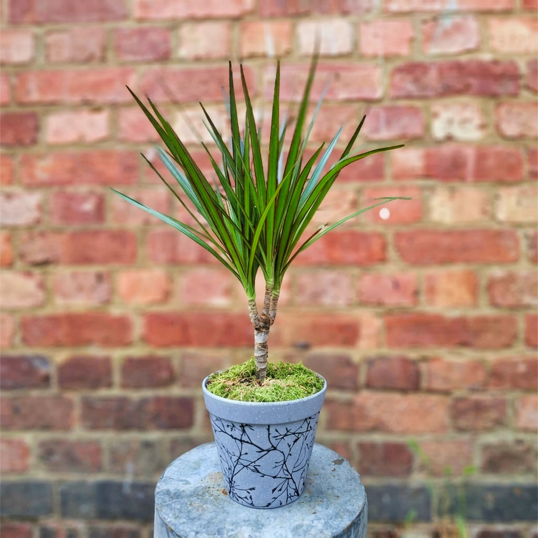 Dracaena Delight