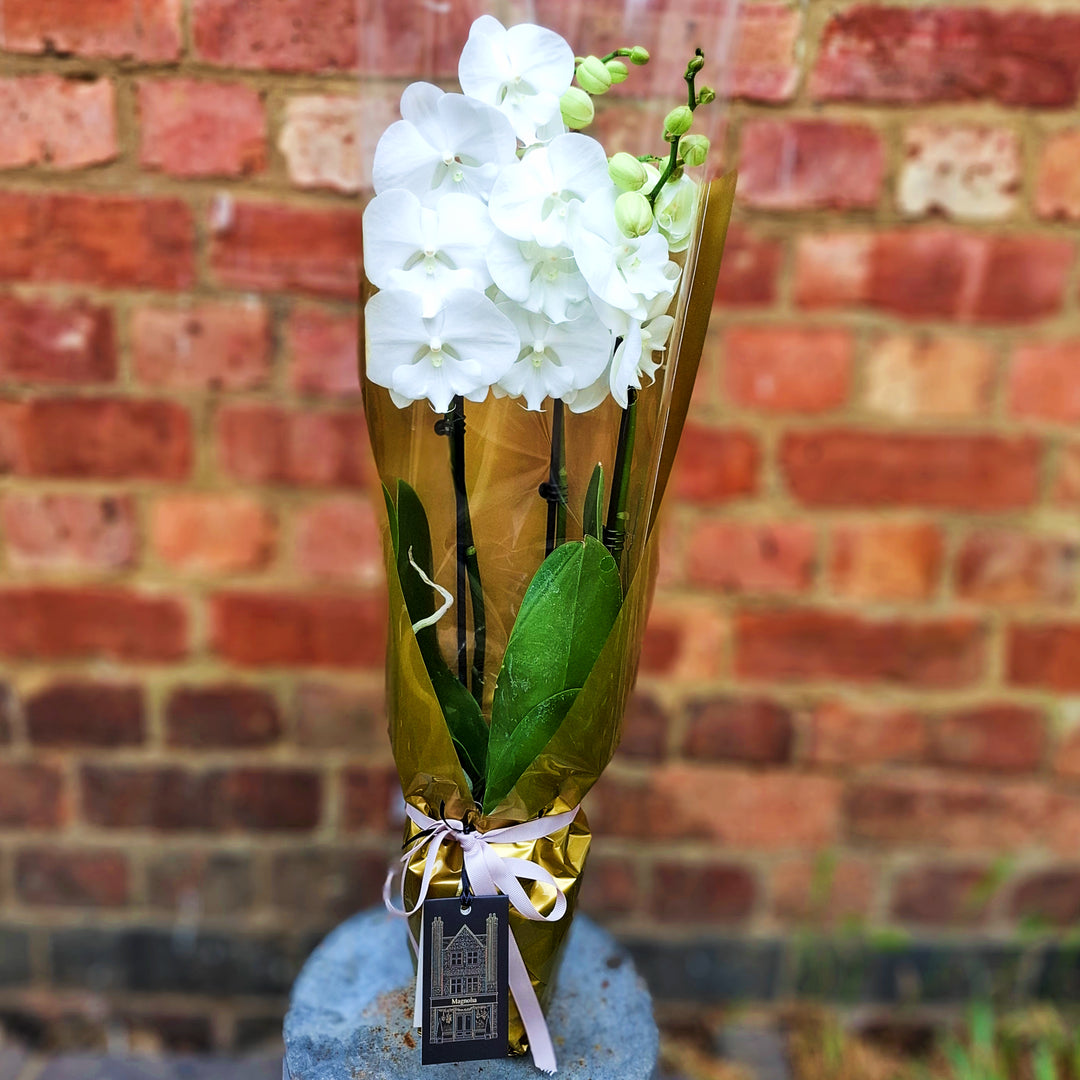 White Phalaenopsis Orchid Plant