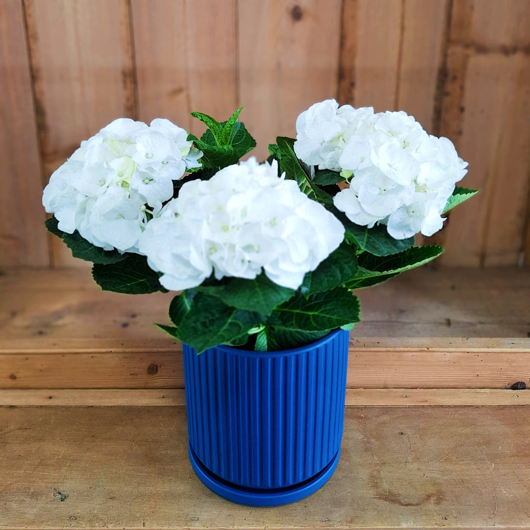 Bloom &amp; Hue Hydrangea
