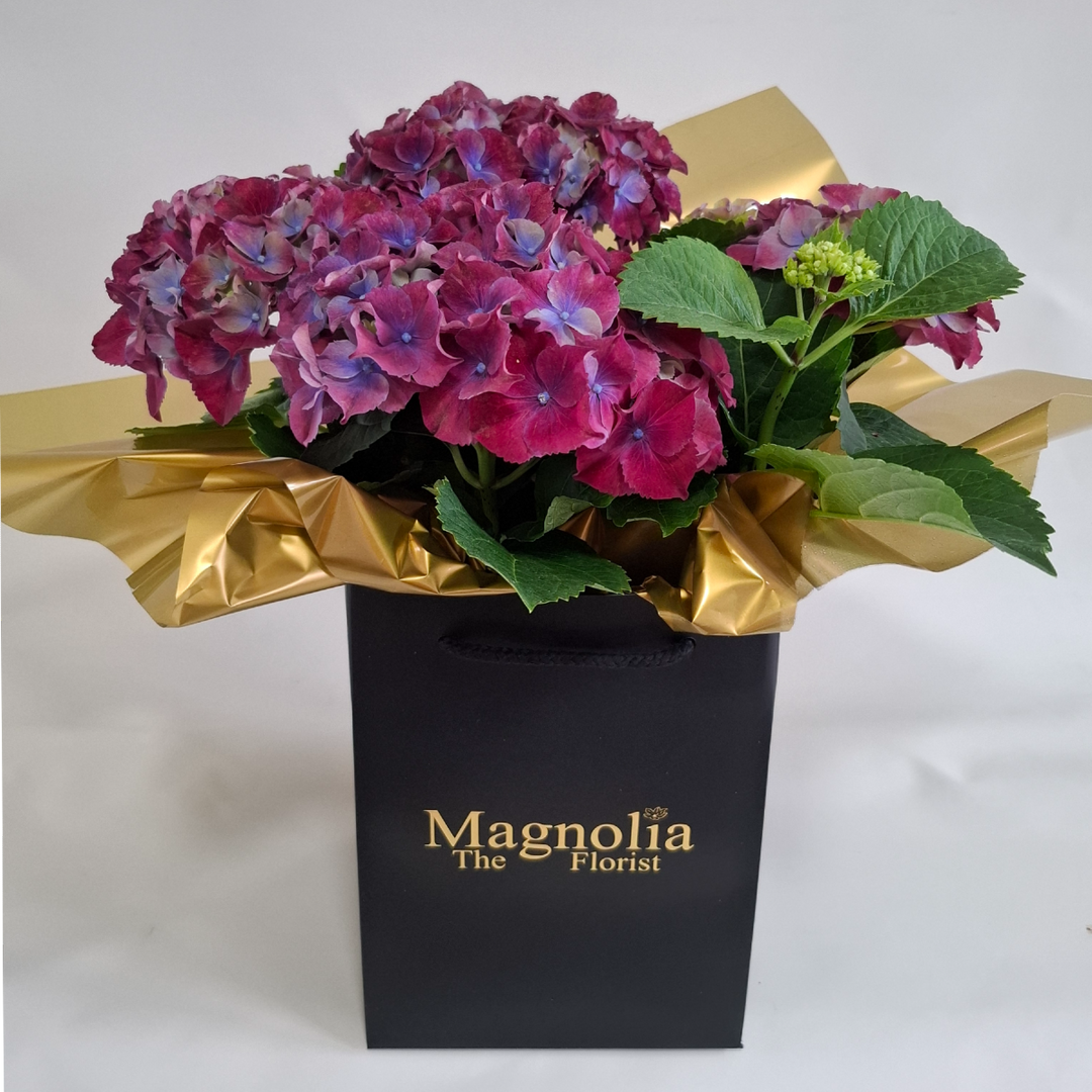 Hydrangea Gift Bag