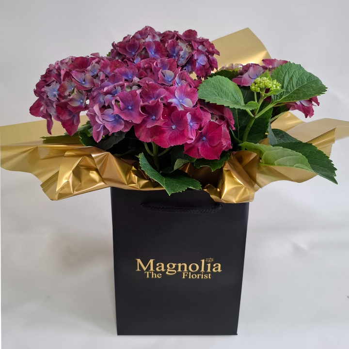 Hydrangea Gift Bag