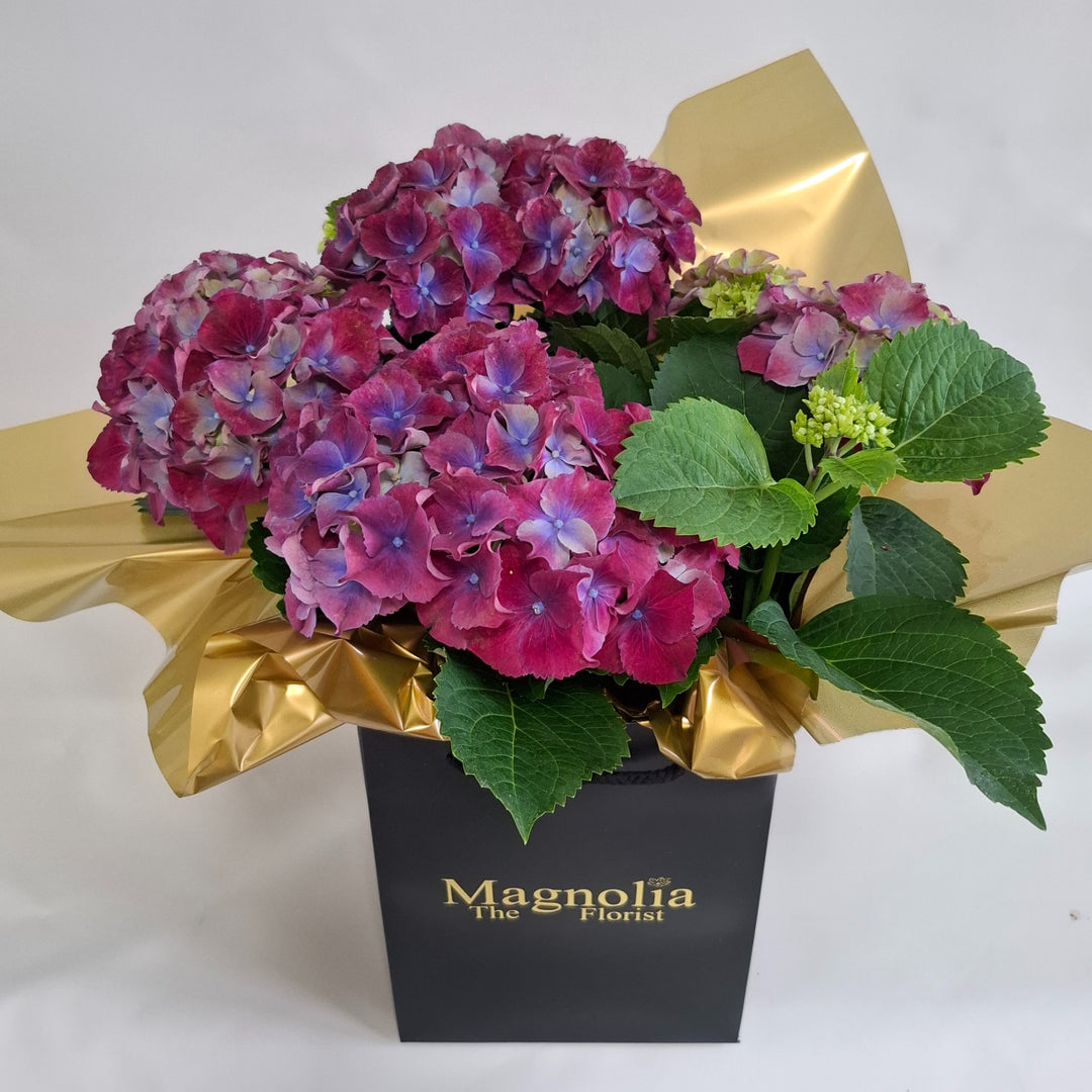 Hydrangea Gift Bag