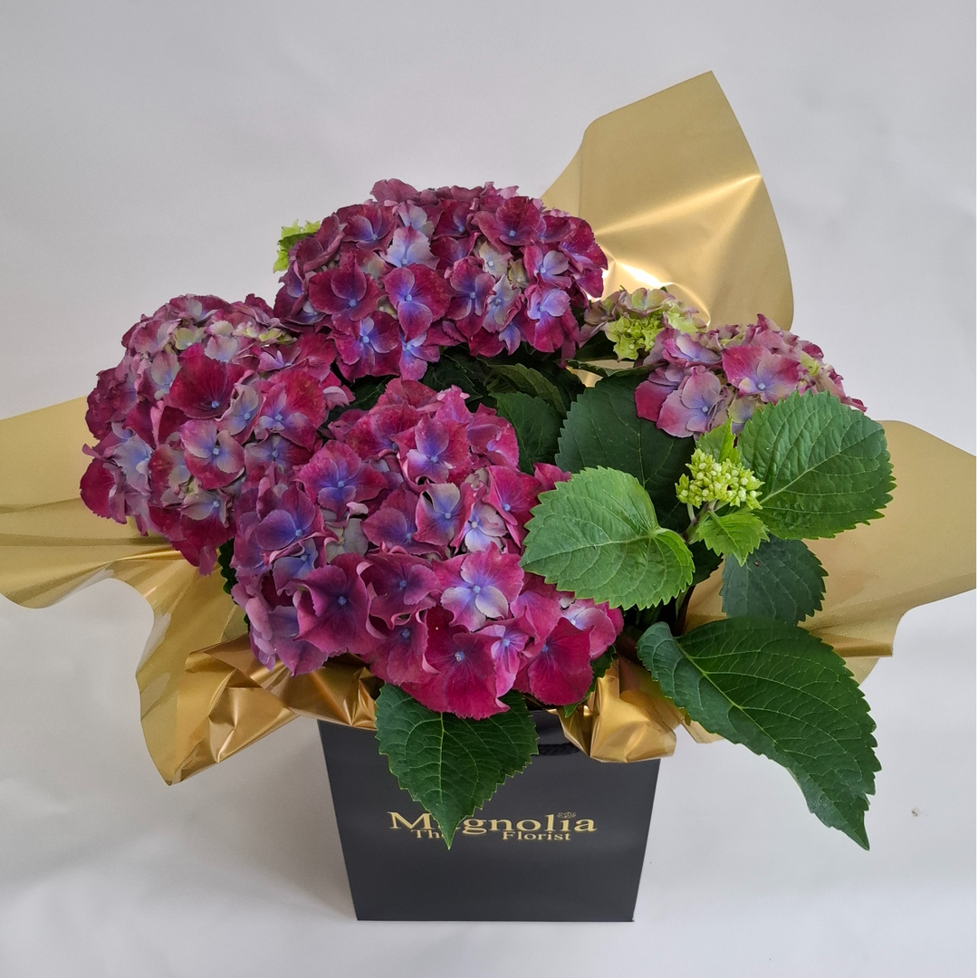 Hydrangea Gift Bag