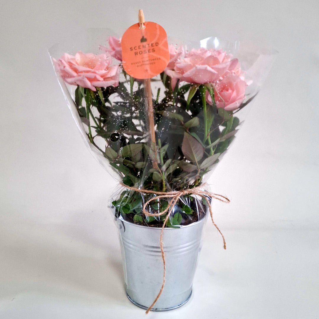 Scented Rose in Zinc Planter