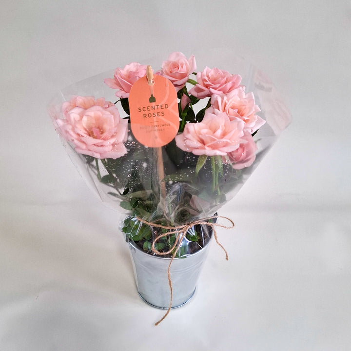 Scented Rose in Zinc Planter