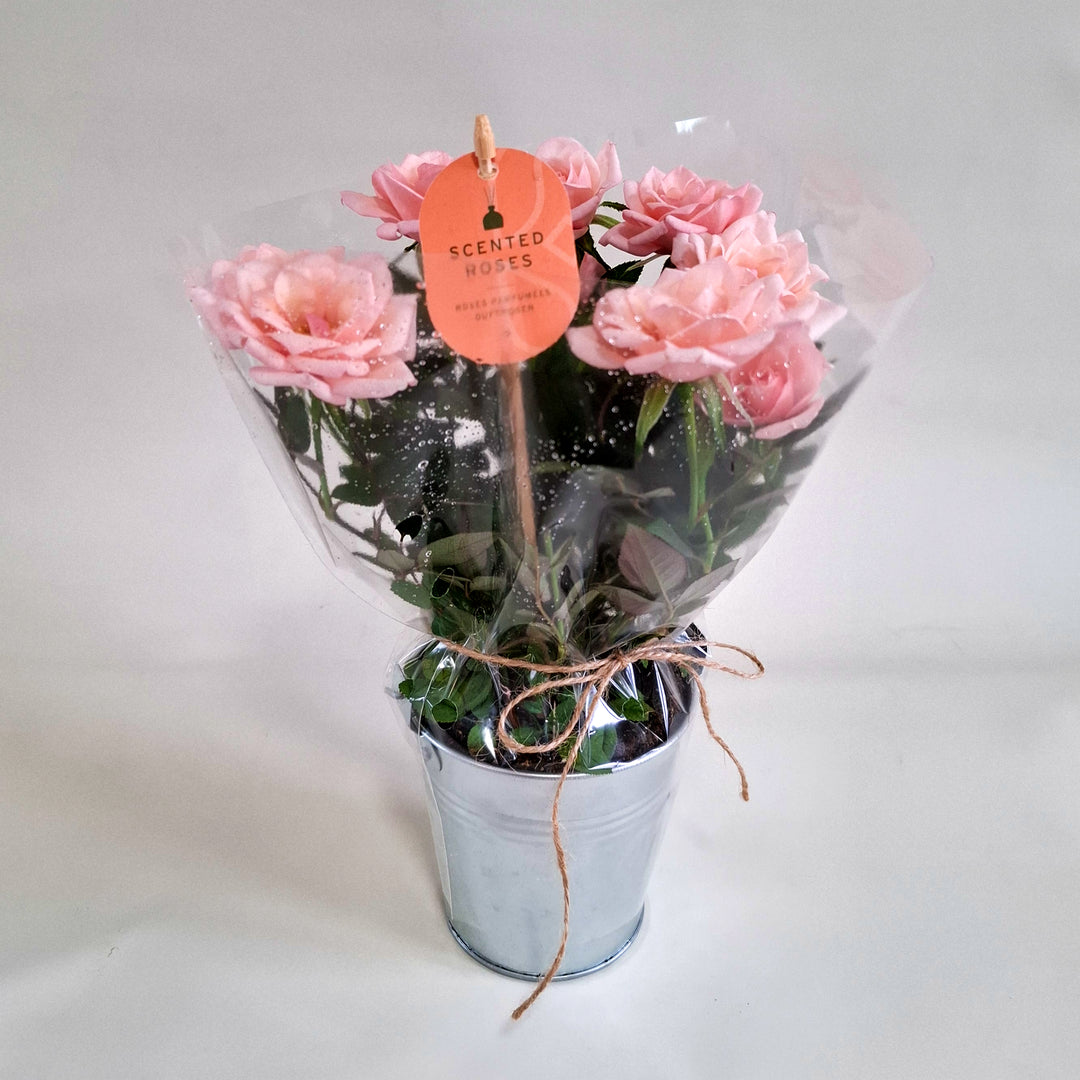Scented Rose in Zinc Planter