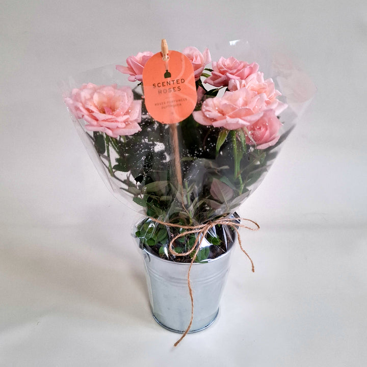 Scented Rose in Zinc Planter