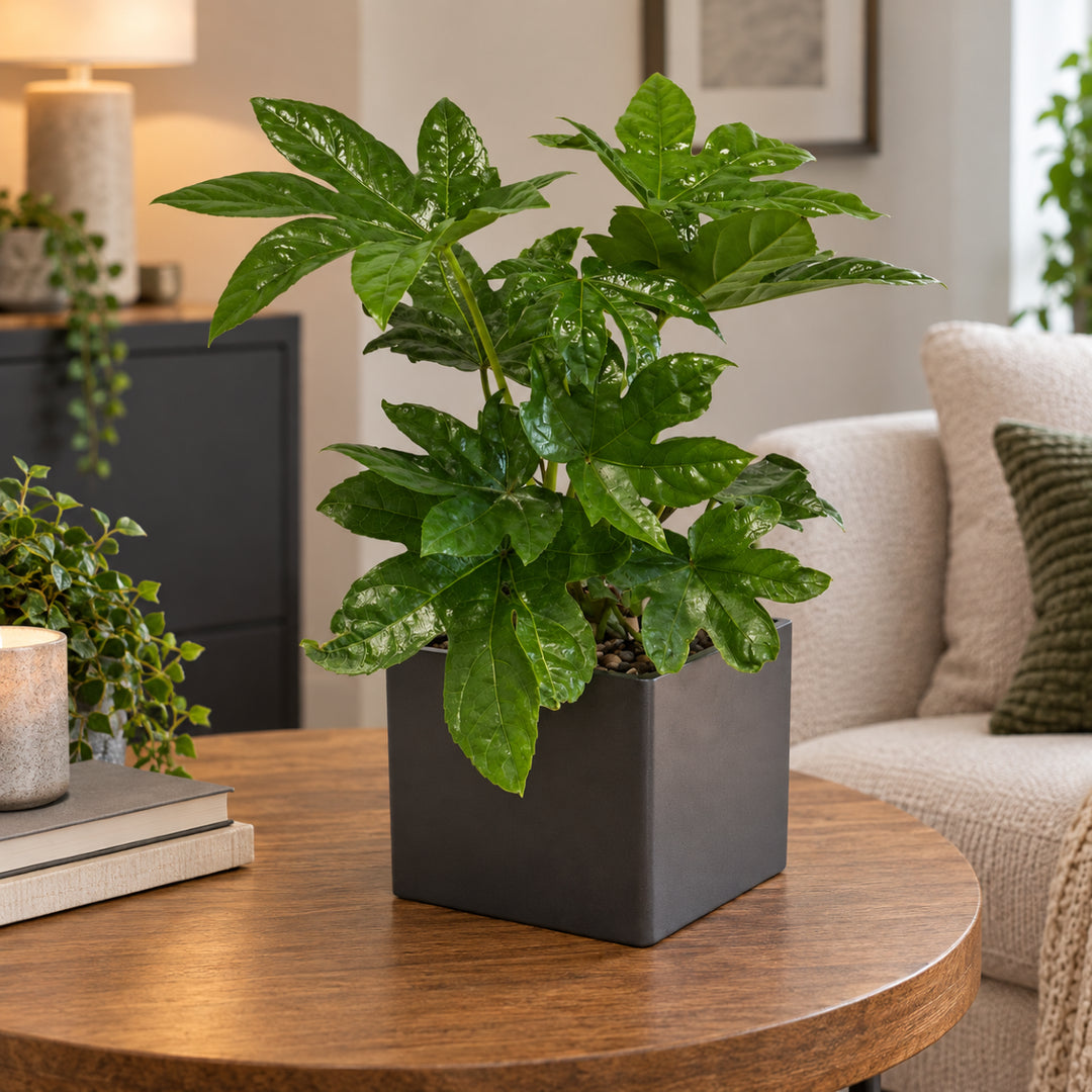 Fatsia Japonica ‘Japanese Aralia’