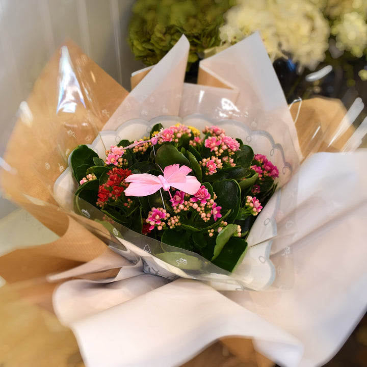Large Kalanchoe Calandiva Carnival