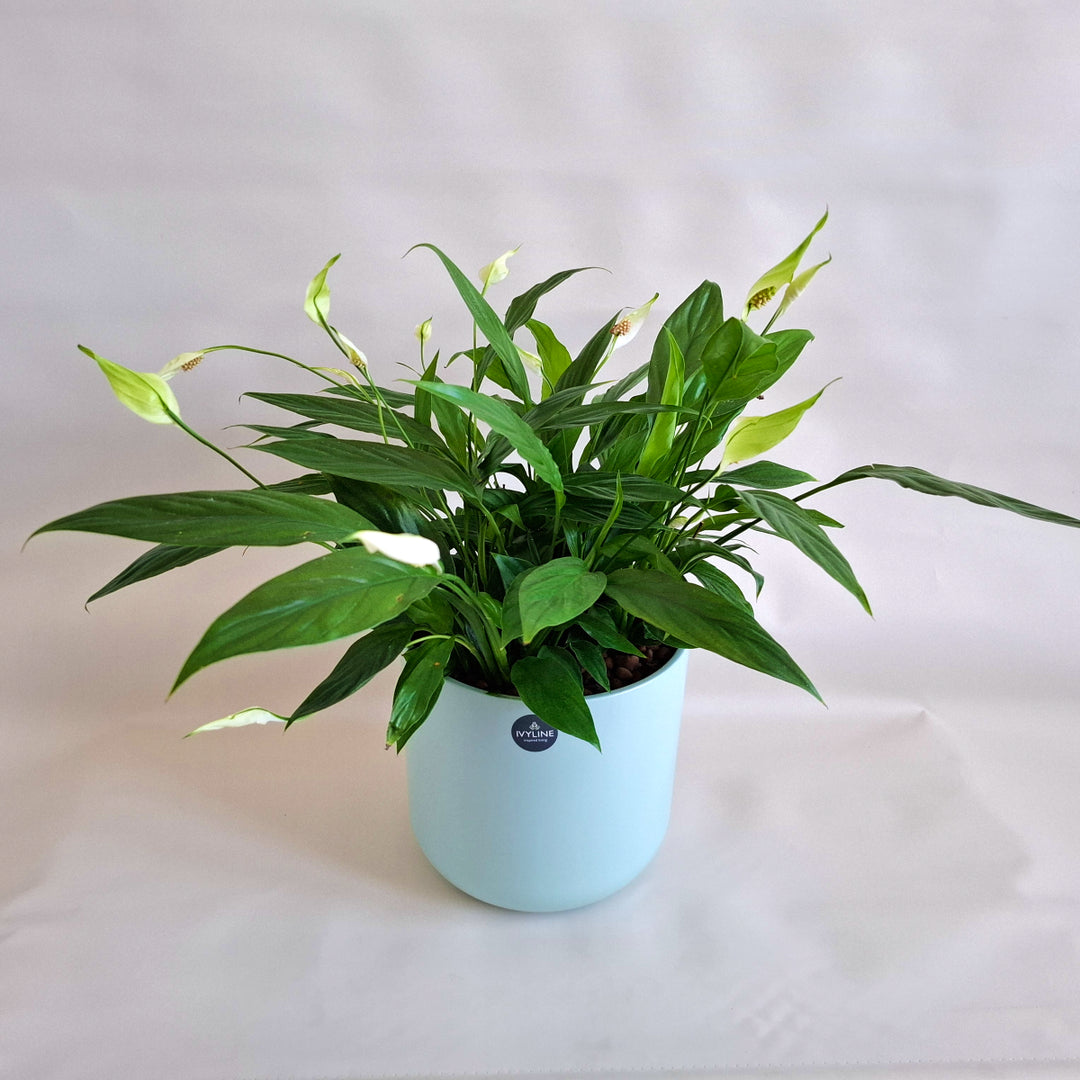 Potted plant with green leaves in a light blue pot on a white background