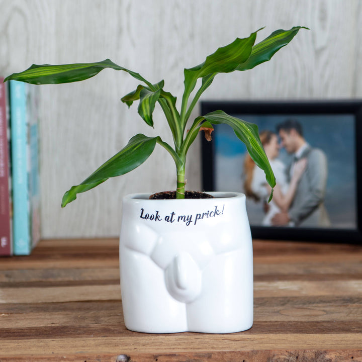 Put Some Plants On - Look At My Prick - Ceramic Pot