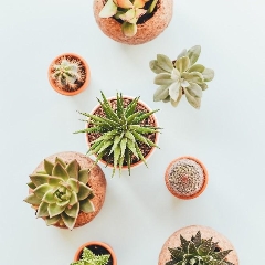 Deans Ultimate Guide to Succulents