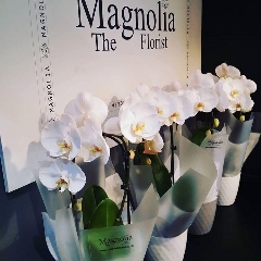 Phalaenopsis Orchid Care: Our top 5 tips