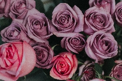 February Flower of the Month - Roses