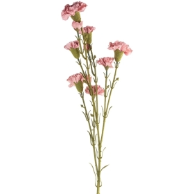 Carnation Pink