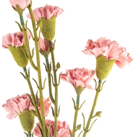 Carnation Pink