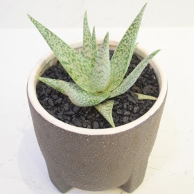 Aloe Vera Planter