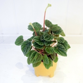 Peperomia 'Lillian' Plant